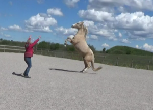 relationship based horse connection